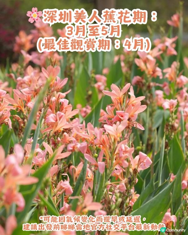 深圳龍華區美人蕉盛放！4月正值最佳賞花期🌸附公園詳情及路線教學