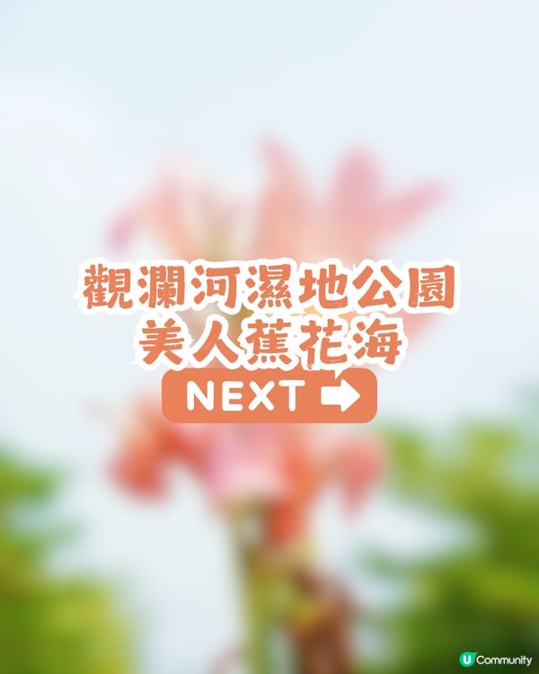 深圳龍華區美人蕉盛放！4月正值最佳賞花期🌸附公園詳情及路線教學