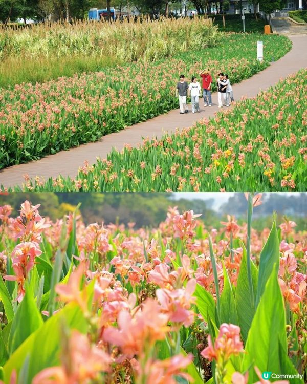 深圳龍華區美人蕉盛放！4月正值最佳賞花期🌸附公園詳情及路線教學