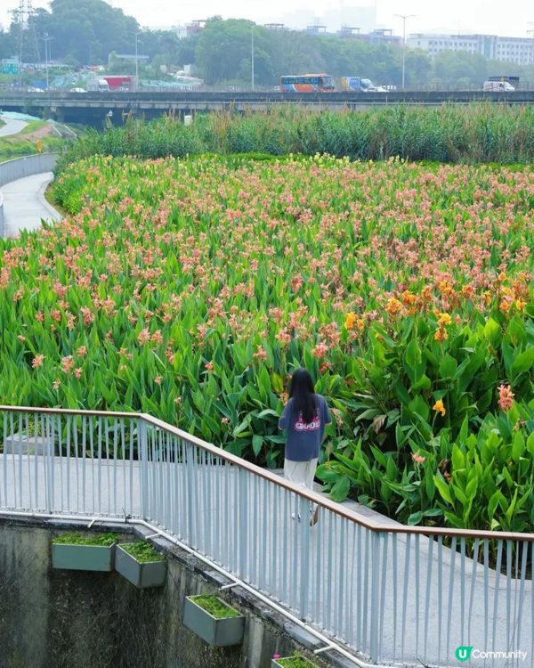深圳龍華區美人蕉盛放！4月正值最佳賞花期🌸附公園詳情及路線教學