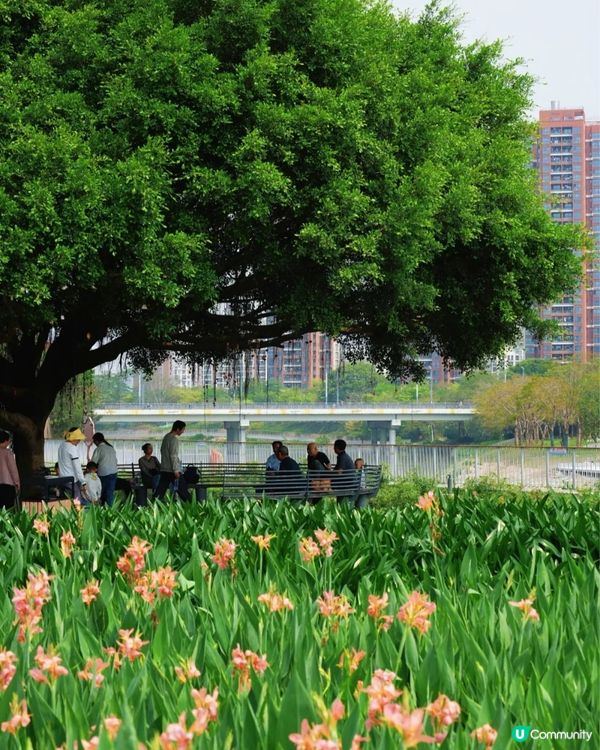 深圳龍華區美人蕉盛放！4月正值最佳賞花期🌸附公園詳情及路線教學
