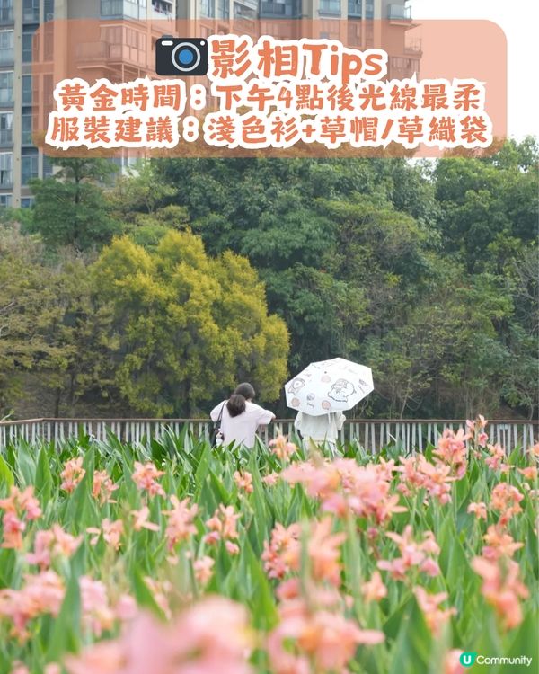 深圳龍華區美人蕉盛放！4月正值最佳賞花期🌸附公園詳情及路線教學