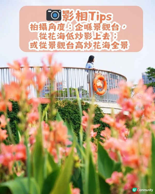 深圳龍華區美人蕉盛放！4月正值最佳賞花期🌸附公園詳情及路線教學