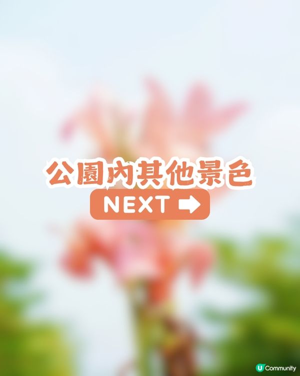 深圳龍華區美人蕉盛放！4月正值最佳賞花期🌸附公園詳情及路線教學