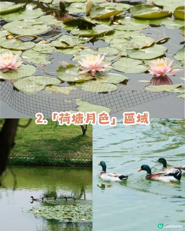 深圳龍華區美人蕉盛放！4月正值最佳賞花期🌸附公園詳情及路線教學