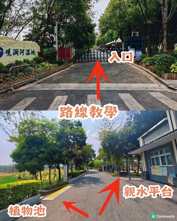 深圳龍華區美人蕉盛放！4月正值最佳賞花期🌸附公園詳情及路線教學