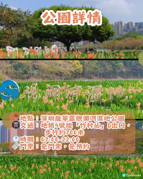 深圳龍華區美人蕉盛放！4月正值最佳賞花期🌸附公園詳情及路線教學