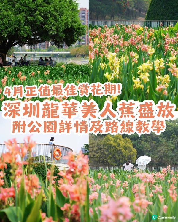 深圳龍華區美人蕉盛放！4月正值最佳賞花期🌸附公園詳情及路線教學