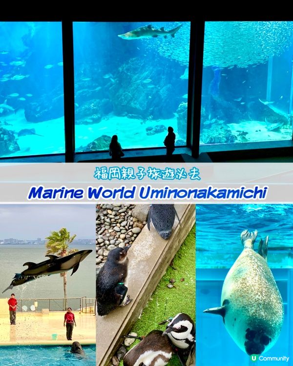 『日本』福岡海之中道水族館🐟🐧🦭🐬｜親子旅遊必去
