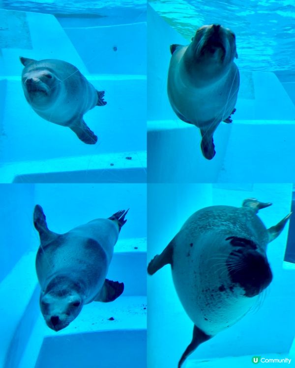 『日本』福岡海之中道水族館🐟🐧🦭🐬｜親子旅遊必去