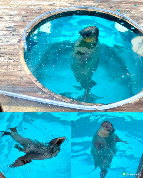 『日本』福岡海之中道水族館🐟🐧🦭🐬｜親子旅遊必去