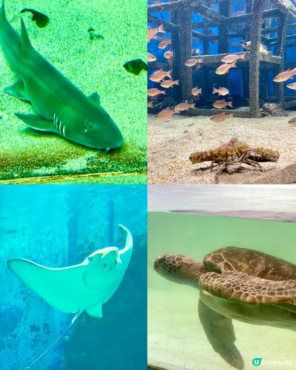 『日本』福岡海之中道水族館🐟🐧🦭🐬｜親子旅遊必去
