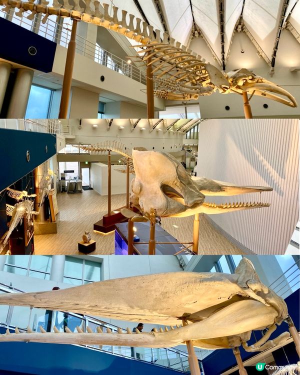『日本』福岡海之中道水族館🐟🐧🦭🐬｜親子旅遊必去