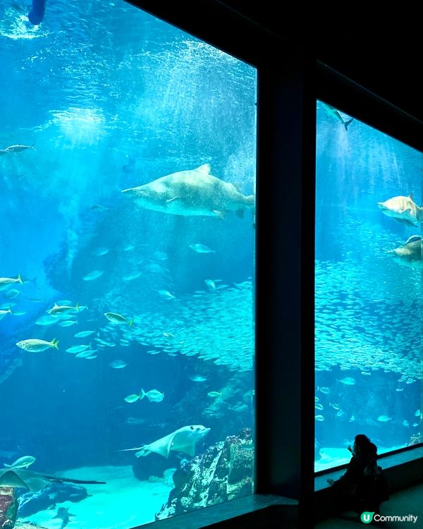 『日本』福岡海之中道水族館🐟🐧🦭🐬｜親子旅遊必去