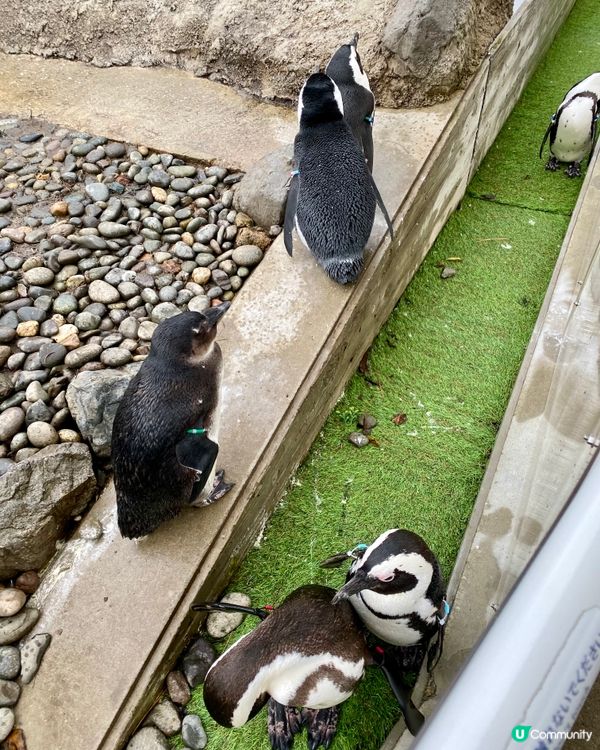 『日本』福岡海之中道水族館🐟🐧🦭🐬｜親子旅遊必去