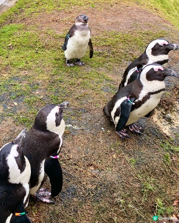 『日本』福岡海之中道水族館🐟🐧🦭🐬｜親子旅遊必去