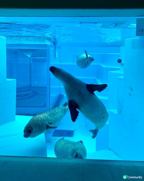『日本』福岡海之中道水族館🐟🐧🦭🐬｜親子旅遊必去