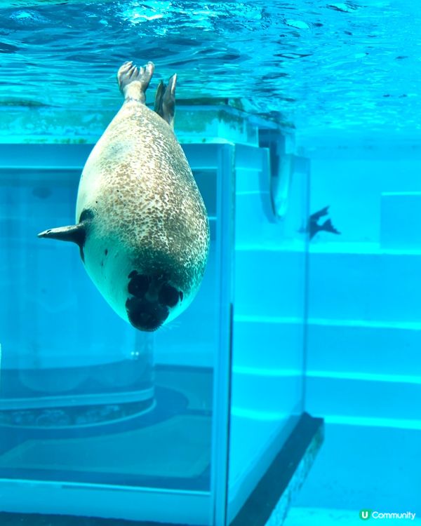 『日本』福岡海之中道水族館🐟🐧🦭🐬｜親子旅遊必去