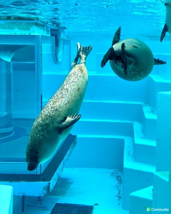 『日本』福岡海之中道水族館🐟🐧🦭🐬｜親子旅遊必去