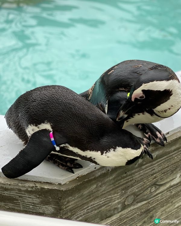『日本』福岡海之中道水族館🐟🐧🦭🐬｜親子旅遊必去