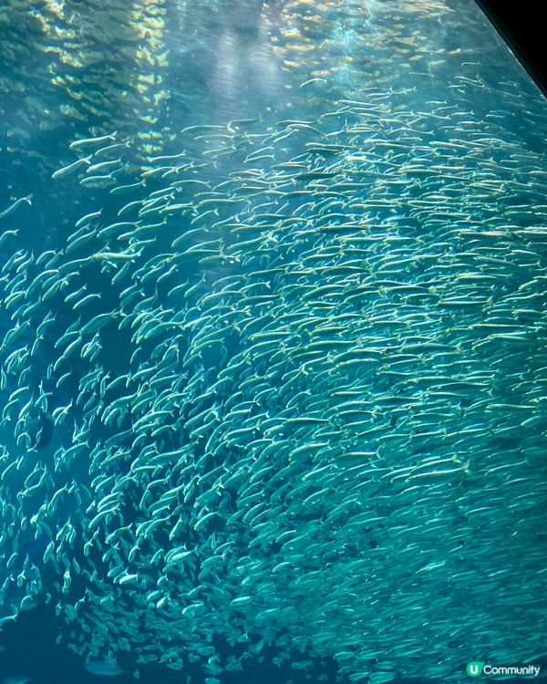 『日本』福岡海之中道水族館🐟🐧🦭🐬｜親子旅遊必去