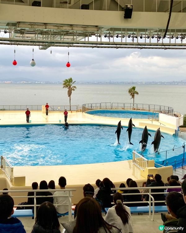 『日本』福岡海之中道水族館🐟🐧🦭🐬｜親子旅遊必去
