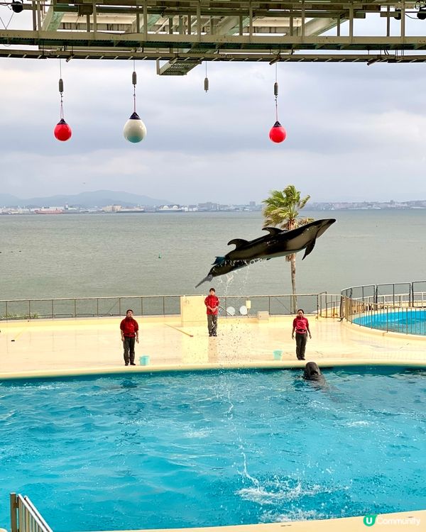 『日本』福岡海之中道水族館🐟🐧🦭🐬｜親子旅遊必去