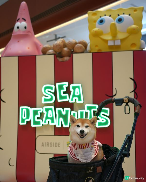 🍔海綿寶寶：比奇堡滋味派對🍕