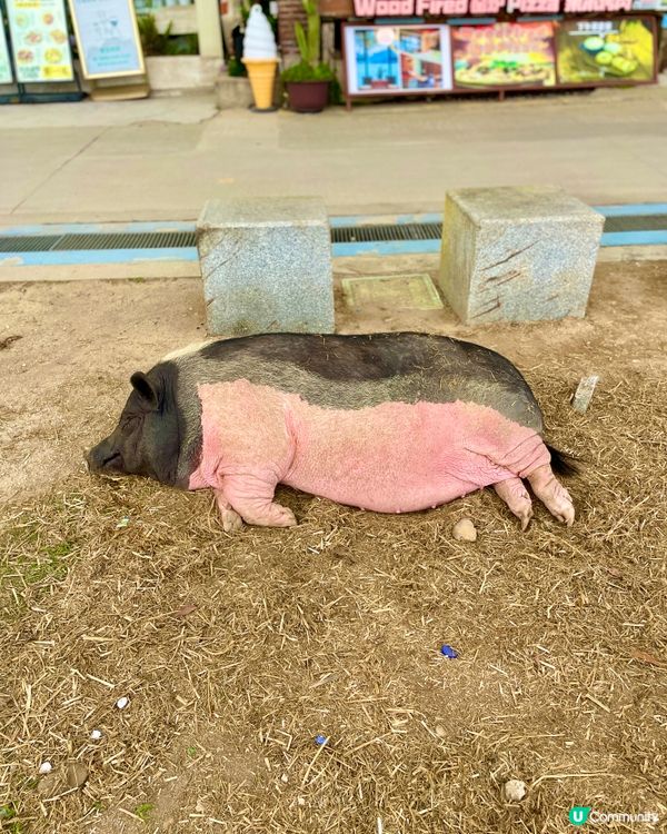 呢隻豬，打卡必備！🐷✨