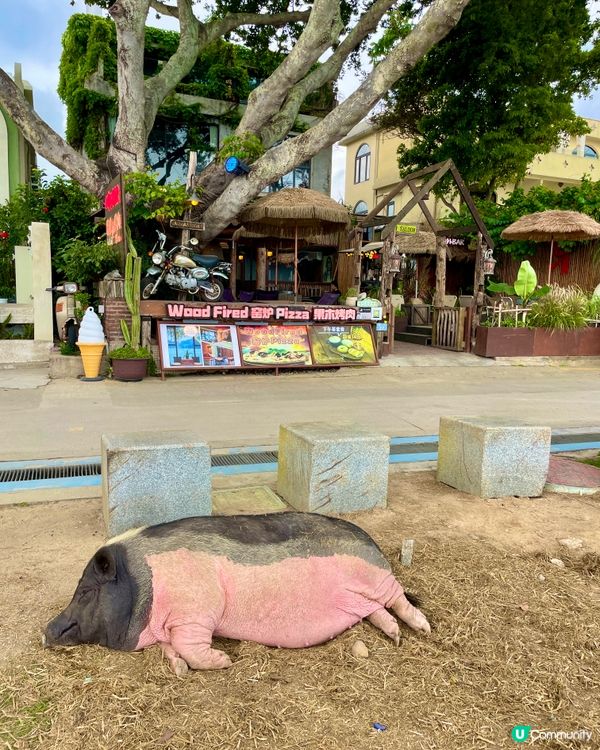 呢隻豬，打卡必備！🐷✨