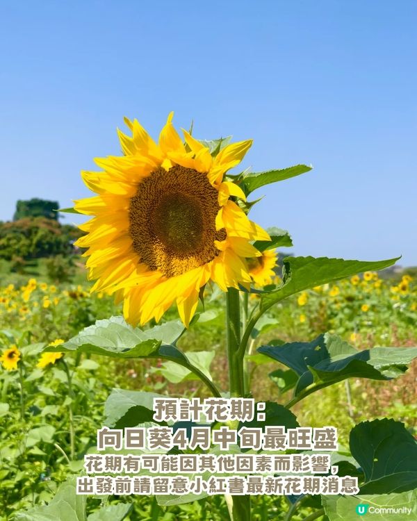 人均 ¥30入場！深圳一站式親子戶外天堂！深圳版侏羅紀公園/小動物互動區！