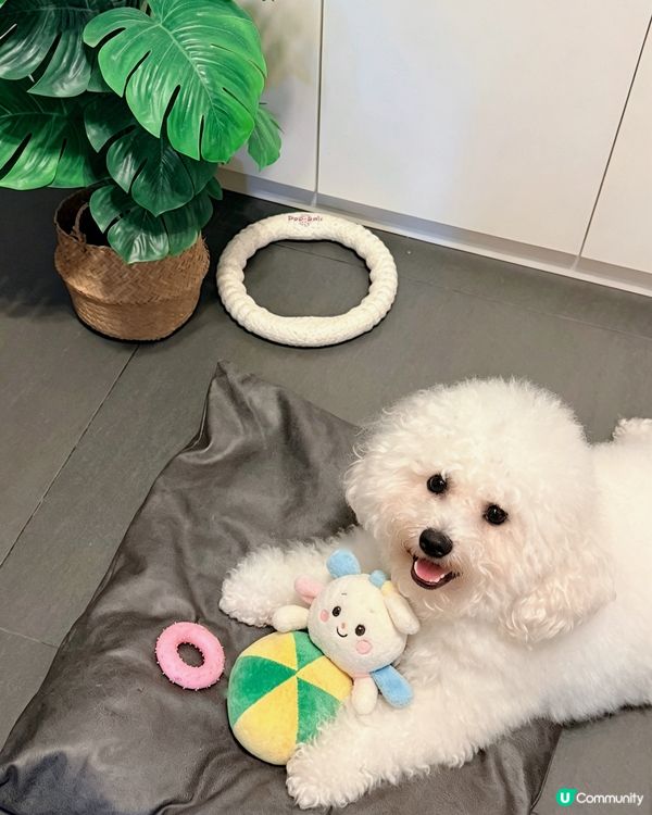 🐶💦🐾 狗寶貝專用清潔神器！#寵物清潔