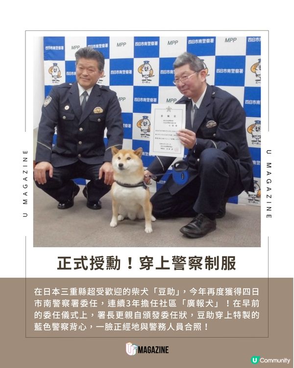 日本最可愛警官續任！柴犬「豆助」三度披上警察背心守護社區安全！                                                    