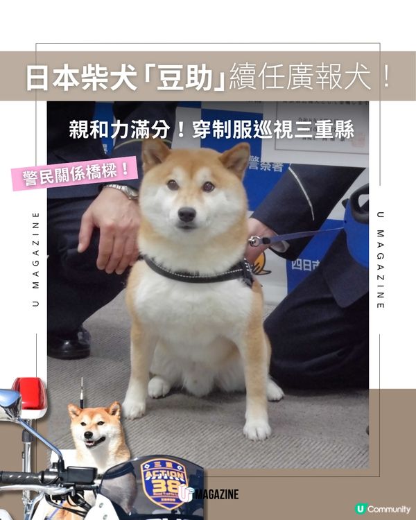 日本最可愛警官續任！柴犬「豆助」三度披上警察背心守護社區安全！                                                    