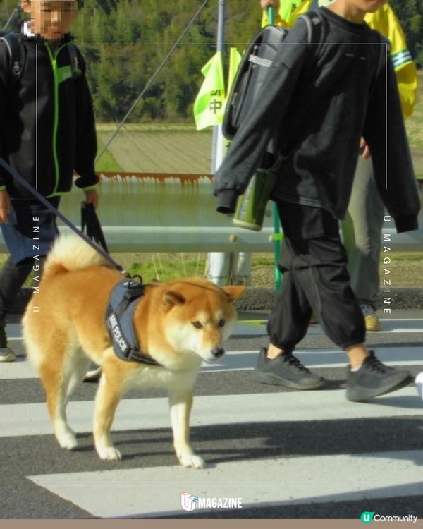 日本最可愛警官續任！柴犬「豆助」三度披上警察背心守護社區安全！                                                    