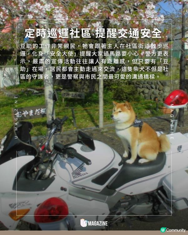 日本最可愛警官續任！柴犬「豆助」三度披上警察背心守護社區安全！                                                    