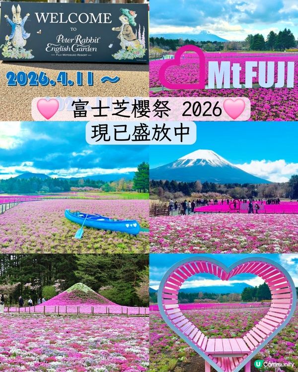 富士芝櫻祭 💜🩷❤️暢遊夢幻粉色花海(現已盛放)🏔