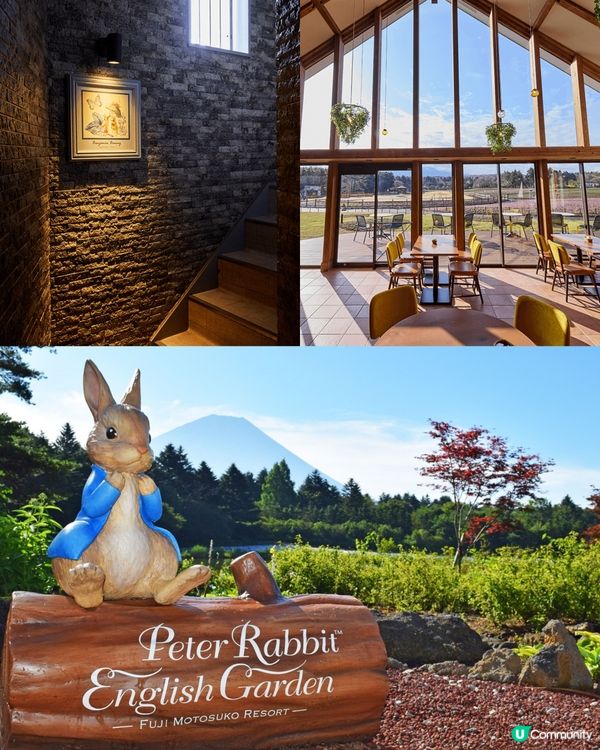 富士芝櫻祭 💜🩷❤️暢遊夢幻粉色花海(現已盛放)🏔