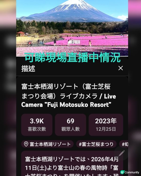 富士芝櫻祭 💜🩷❤️暢遊夢幻粉色花海(現已盛放)🏔