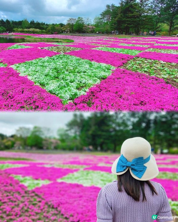 富士芝櫻祭 💜🩷❤️暢遊夢幻粉色花海(現已盛放)🏔