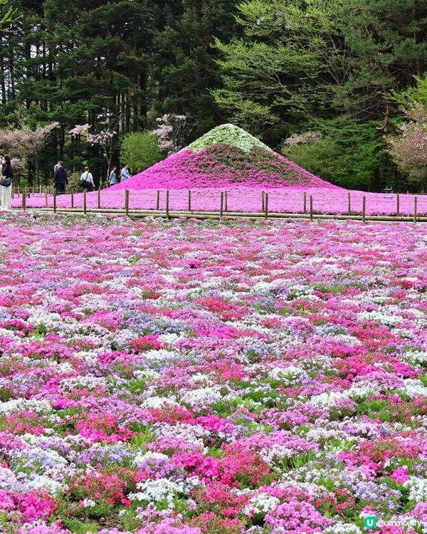 富士芝櫻祭 💜🩷❤️暢遊夢幻粉色花海(現已盛放)🏔