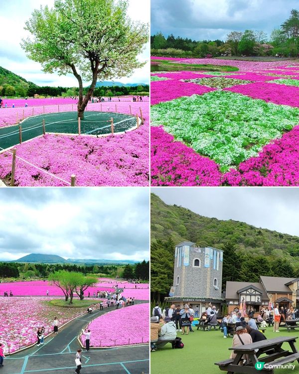 富士芝櫻祭 💜🩷❤️暢遊夢幻粉色花海(現已盛放)🏔