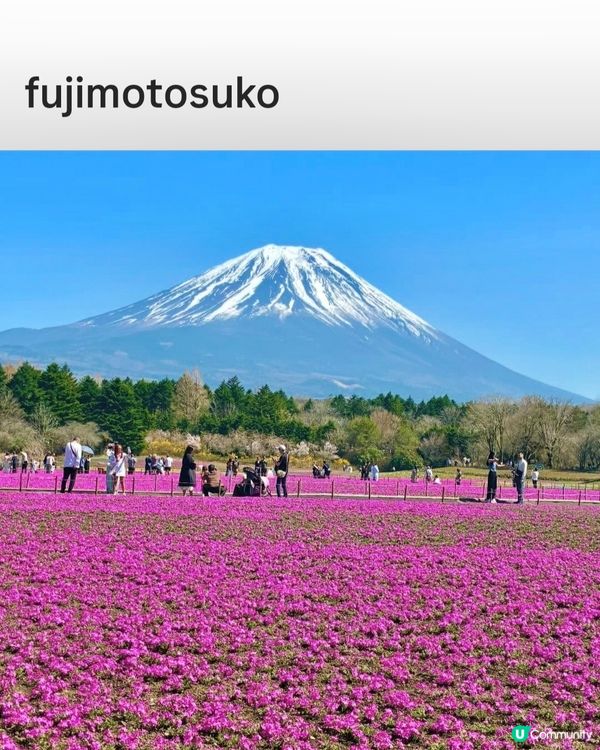 富士芝櫻祭 💜🩷❤️暢遊夢幻粉色花海(現已盛放)🏔