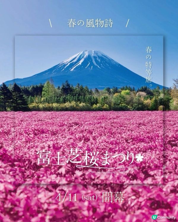 富士芝櫻祭 💜🩷❤️暢遊夢幻粉色花海(現已盛放)🏔