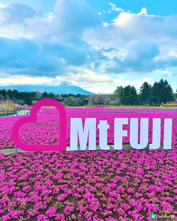 富士芝櫻祭 💜🩷❤️暢遊夢幻粉色花海(現已盛放)🏔
