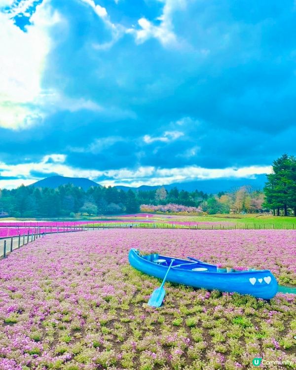 富士芝櫻祭 💜🩷❤️暢遊夢幻粉色花海(現已盛放)🏔