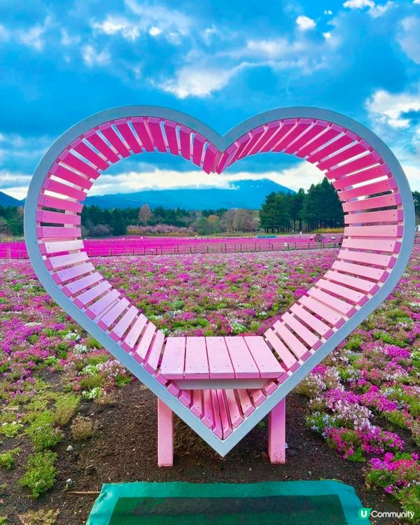 富士芝櫻祭 💜🩷❤️暢遊夢幻粉色花海(現已盛放)🏔