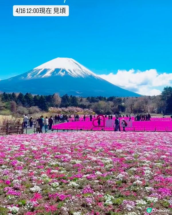 富士芝櫻祭 💜🩷❤️暢遊夢幻粉色花海(現已盛放)🏔