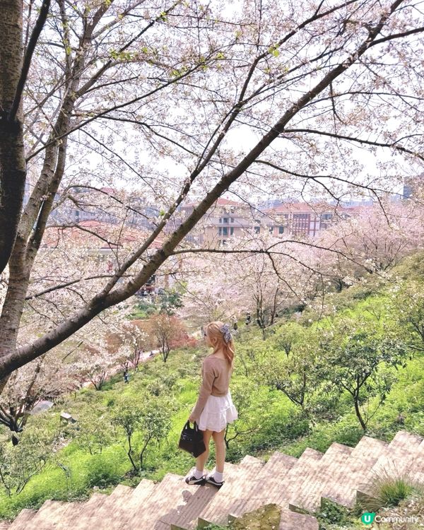 高鐵櫻花賞 • 3.5hrs去長沙 🌸📸