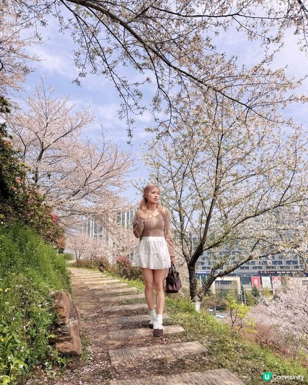 高鐵櫻花賞 • 3.5hrs去長沙 🌸📸